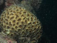 Favia pallida