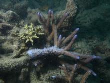 Acropora grandis