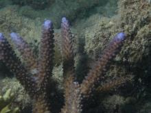 Acropora grandis