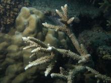 Acropora grandis