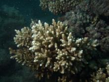 Acropora verweyi