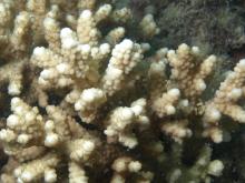 Acropora verweyi