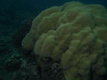 Porites mayeri