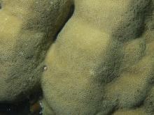 Porites mayeri