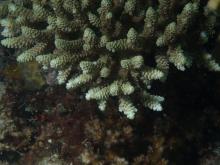 Acropora selago