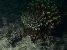 Acropora selago