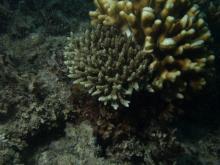 Acropora selago