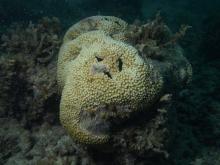 Astreopora myriophthalma