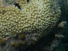 Astreopora myriophthalma