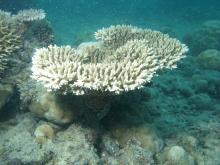Acropora microclados