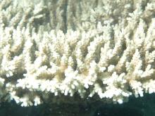 Acropora microclados