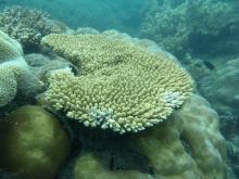 Acropora hyacinthus
