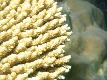 Acropora hyacinthus