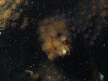Echinopora lamellosa