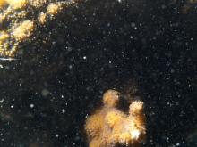 Echinopora lamellosa