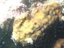 Echinopora lamellosa