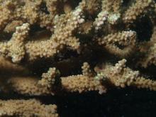Acropora glauca