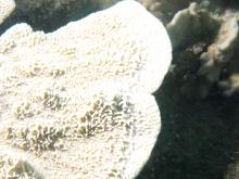 Montipora foliosa