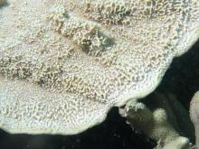 Montipora foliosa