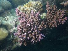 Acropora loripes