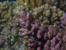 Acropora loripes