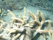Acropora robusta