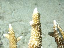 Acropora robusta