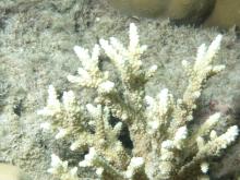 Acropora horrida