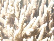 Acropora yongei