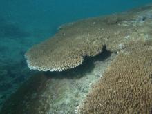 Acropora cytherea