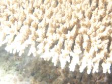 Acropora cytherea