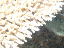 Acropora cytherea