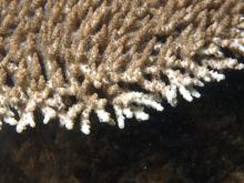 Acropora cytherea