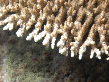 Acropora cytherea