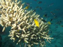 Acropora valenciennesi