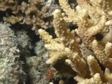 Acropora valenciennesi