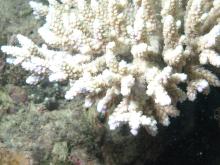 Acropora latistella