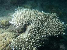 Acropora latistella