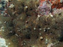 Pavona explanulata