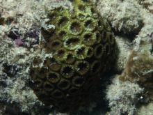 Favia pallida