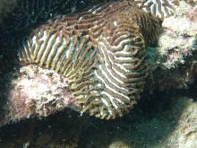 Platygyra daedalea