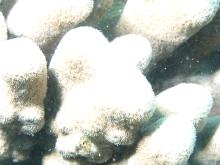 Pavona clavus