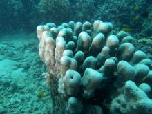 Pavona clavus