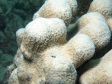 Pavona clavus