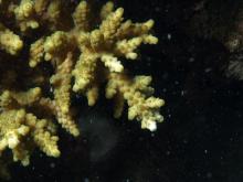 Acropora loripes