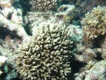 Acropora selago