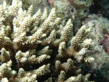 Acropora selago