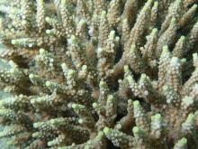 Acropora subulata