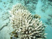 Acropora subulata