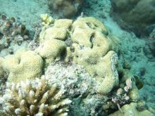 Leptastrea transversa